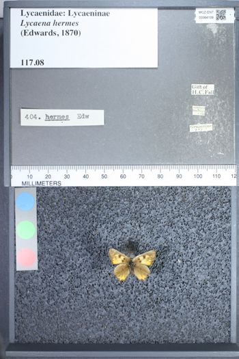 Media type: image;   Entomology 64109